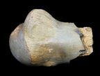 Partial Tyrannosaur Toe Bone - Javelina Formation, Texas #31532-2